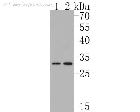 HUABIO HA500213 image 1