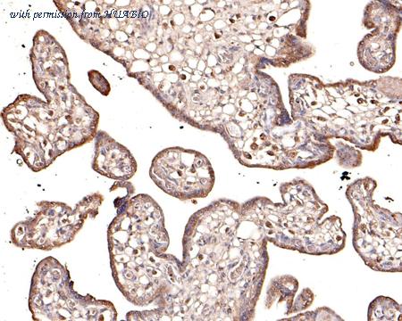 HUABIO HA500213 image 3