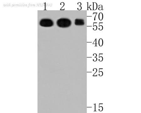 HUABIO HA500215 image 1