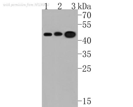 HUABIO HA500216 image 1