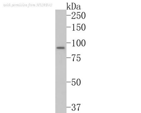HUABIO HA500220 image 1