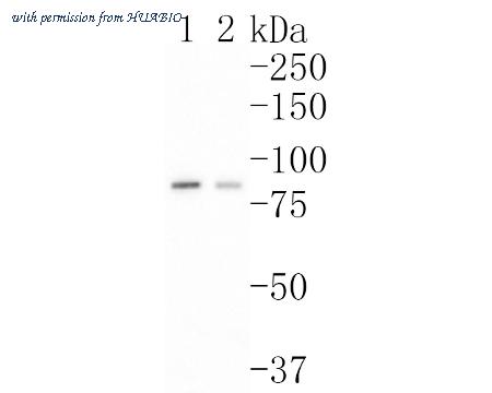 HUABIO HA500220 image 2