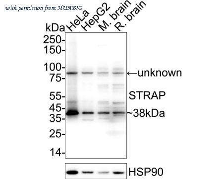 HUABIO HA500221 image 1