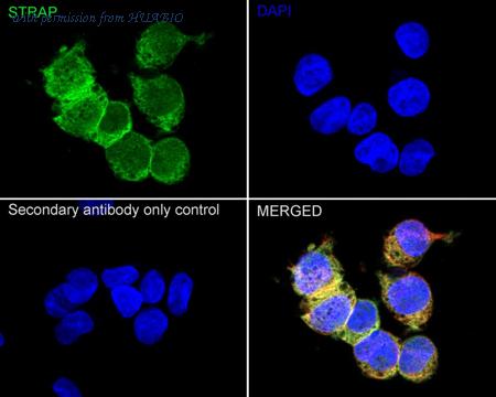 HUABIO HA500221 image 2