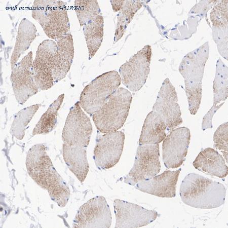 HUABIO HA500222 image 2