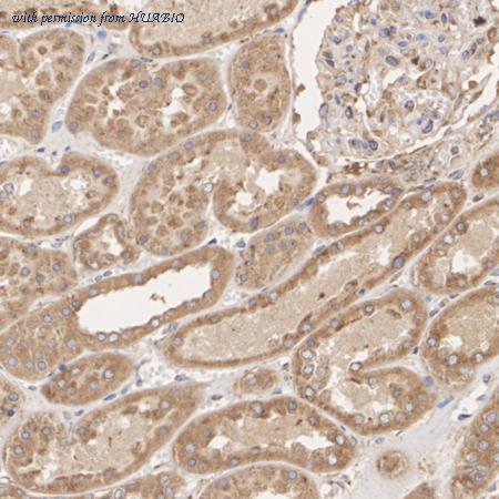 HUABIO HA500223 image 2