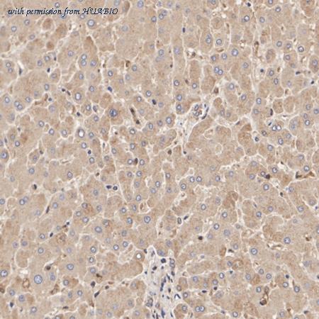 HUABIO HA500223 image 3