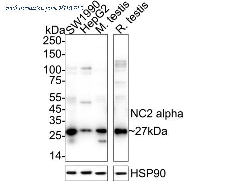 HUABIO HA500224 image 1