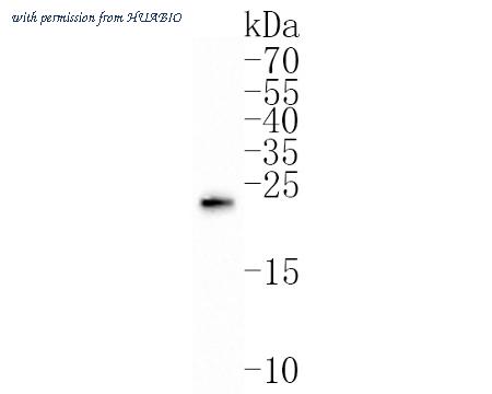 HUABIO HA500225 image 1