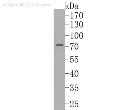 HUABIO HA500227 image 2