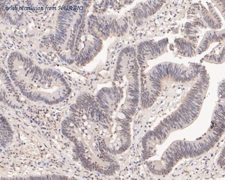 HUABIO HA500228 image 2