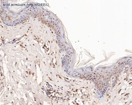 HUABIO HA500228 image 3