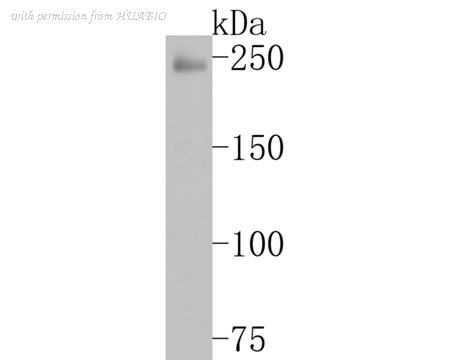 HUABIO HA500231 image 1