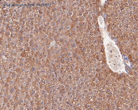 HUABIO HA500232 image 3