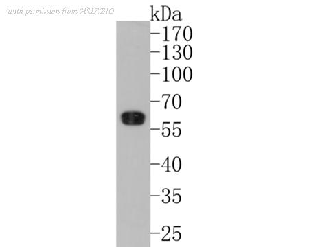 HUABIO HA500233 image 2