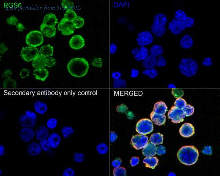 HUABIO HA500233 image 3