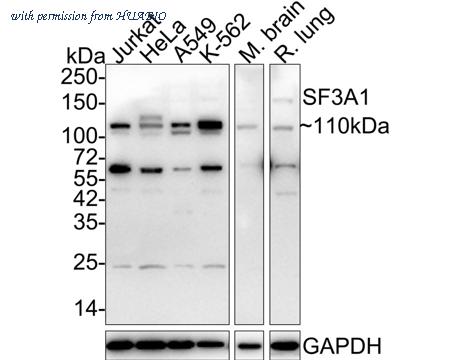 HUABIO HA500235 image 1