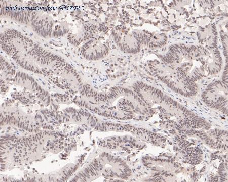 HUABIO HA500235 image 2