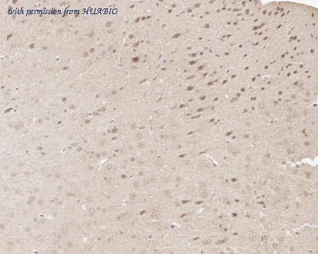 HUABIO HA500235 image 3