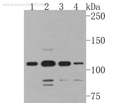 HUABIO HA500236 image 1