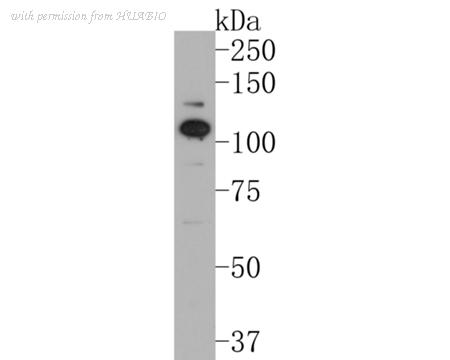 HUABIO HA500236 image 2