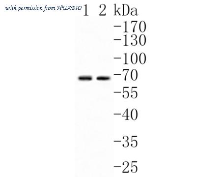 HUABIO HA500237 image 1