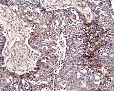 HUABIO HA500237 image 2