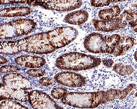 HUABIO HA500237 image 3