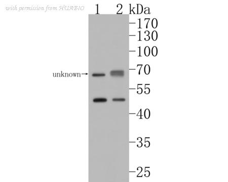 HUABIO HA500238 image 1