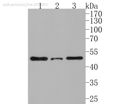 HUABIO HA500239 image 1