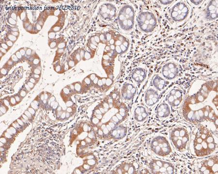 HUABIO HA500239 image 3