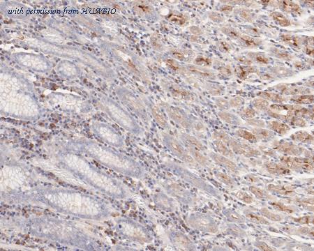 HUABIO HA500240 image 2