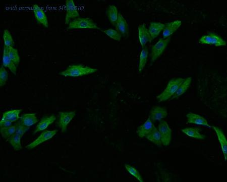 HUABIO HA500241 image 2