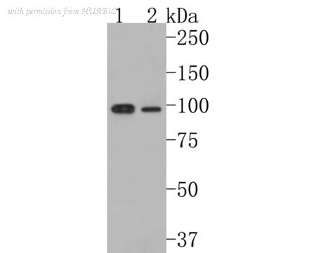 HUABIO HA500243 image 1
