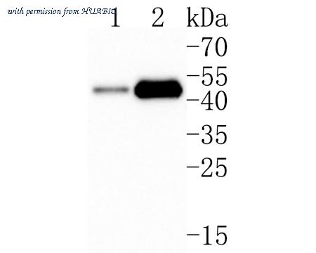 HUABIO HA500245 image 1