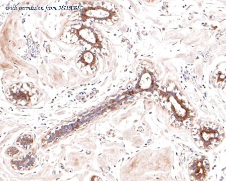 HUABIO HA500245 image 3