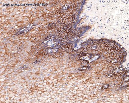 HUABIO HA500247 image 2