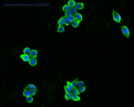 HUABIO HA500250 image 2