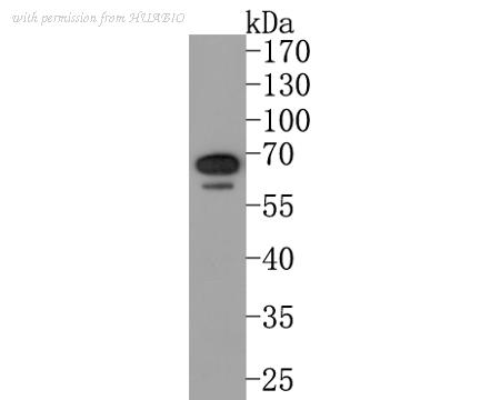 HUABIO HA500251 image 1