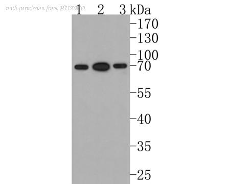 HUABIO HA500251 image 2
