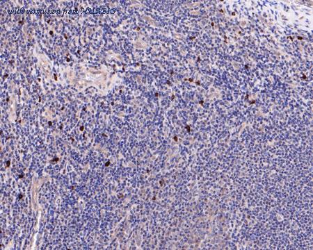 HUABIO HA500251 image 3