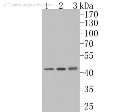 HUABIO HA500253 image 1