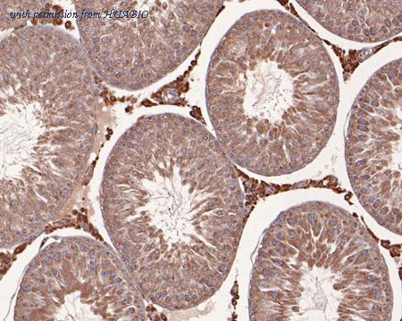 HUABIO HA500253 image 2