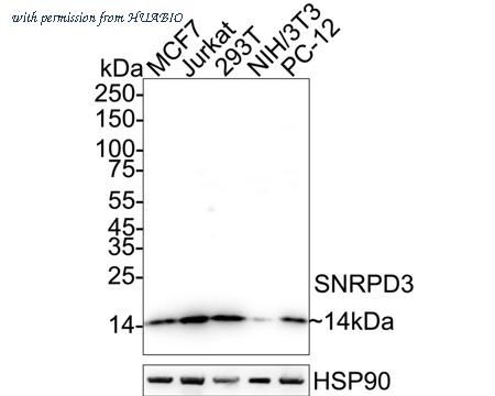 HUABIO HA500254 image 1