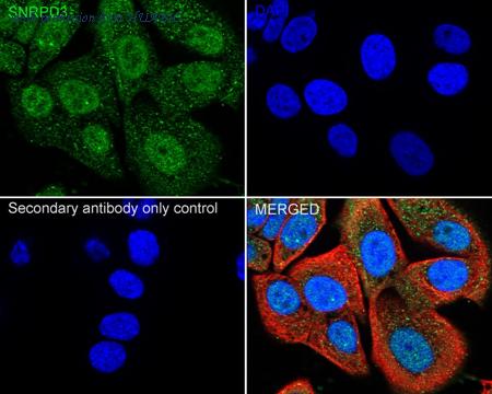 HUABIO HA500254 image 2