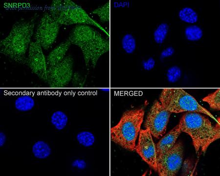 HUABIO HA500254 image 3