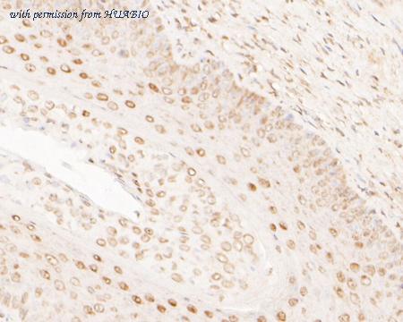 HUABIO HA500255 image 1