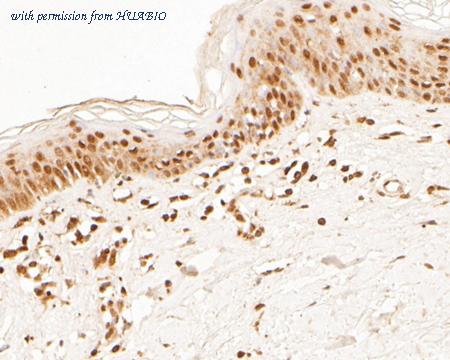 HUABIO HA500255 image 2