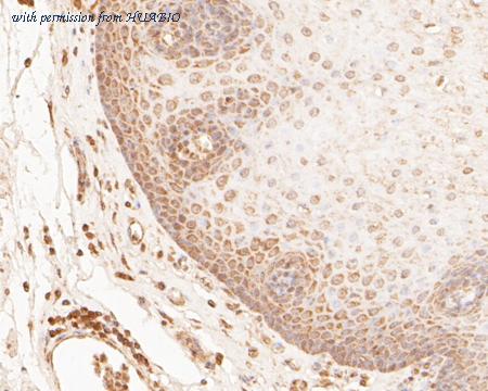 HUABIO HA500255 image 3