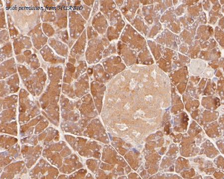 HUABIO HA500257 image 2